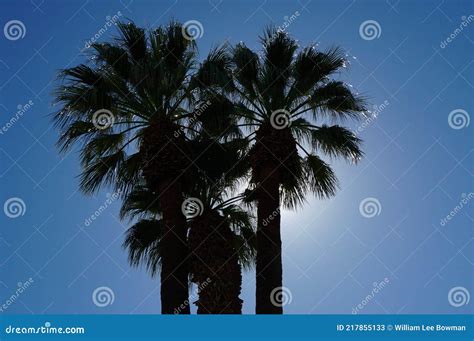 Palm Trees Backlit By The Sun Stock Image Image Of Shadows Trees