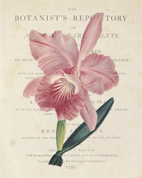 Vintage French Orchid Collage No2 Botanical Art Print Botanical