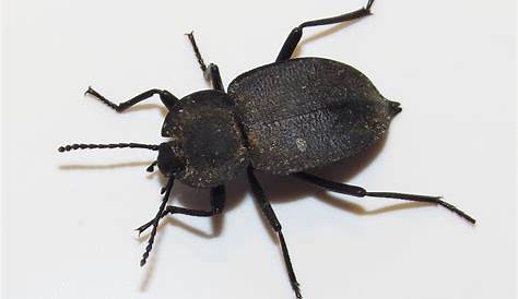 Bug Eric: ID Tip: Ground Beetle or Darkling Beetle?