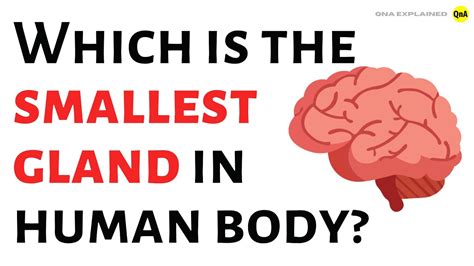 Which Is The Smallest Gland In Human Body Qna Explained Youtube