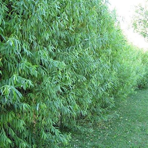 10 Austree Hybrid Willow Trees Fastest Growing Shade Or