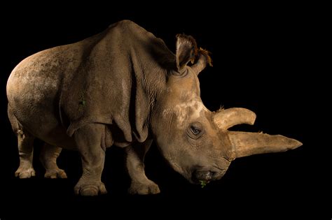 Northern White Rhino Rare Creatures Of The Photo Ark Official Site