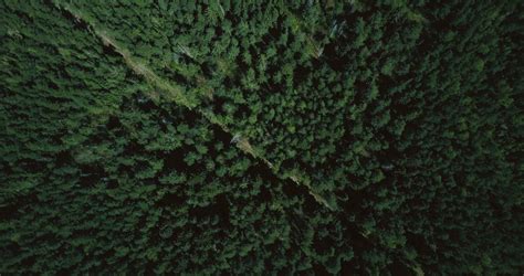 Drone Flying Forward High Above Lush Green Forest Aerial 4k Topview