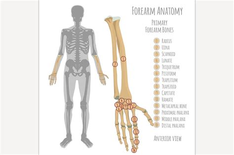 Male Forearm Bones Anatomy ~ Illustrations ~ Creative Market