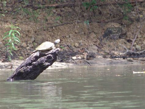 2020 Year Of The Turtle Map Turtles Panhandle Outdoors