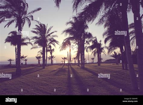 Silhouette Of Palm Tress On Beach Stock Photo Alamy