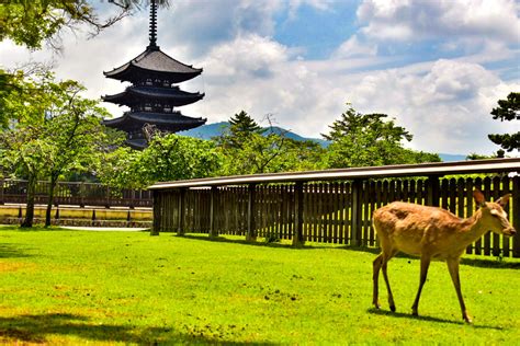 40 Things To Do In Kyoto Nara And Osaka Snow Monkey Resorts