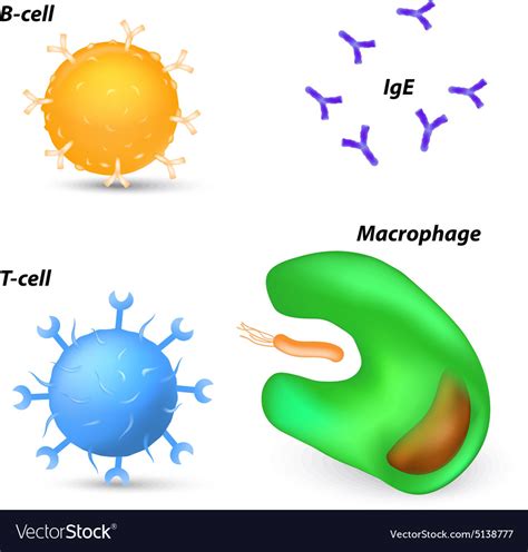 B And T Cells