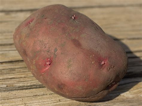 Maybe you would like to learn more about one of these? Undeterred by failure, Texas farmer gives potatoes another ...