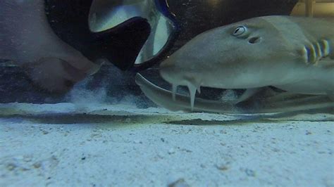 The Brown Banded Bamboo Shark Youtube