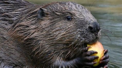 Beaver Reintroduction Backed By National Trust For Scotland Bbc News