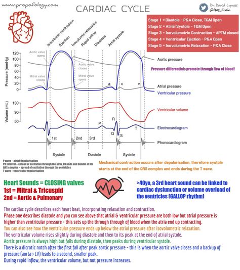 Stages Of The Cardiac Cycle