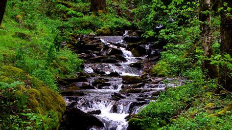 Waterfall Stream Grass Moss Trees