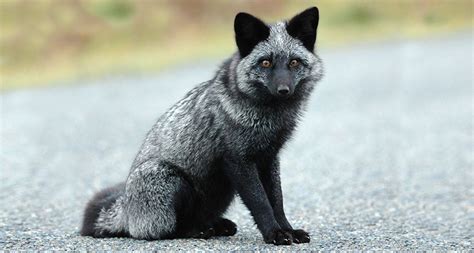 Fox Experiment Is Replaying Domestication In Fast Forward Science News