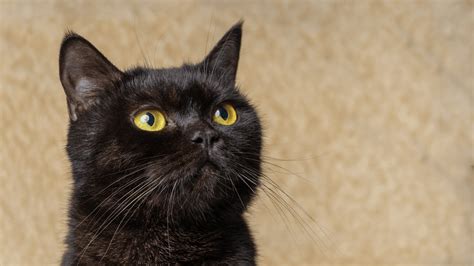 Black Cats The Myths Cat Sitter Toronto Inc Cats