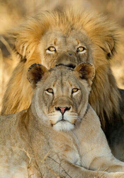 A Lovely Lion Couple Lion Couple Animals Wild Big Cats