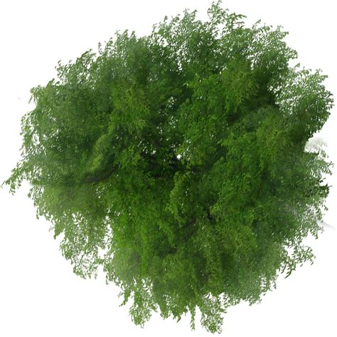 Tree Top View Architecture Png