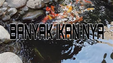 We did not find results for: MEMAINKAN IKAN DI KOLAM IKAN!!! - YouTube