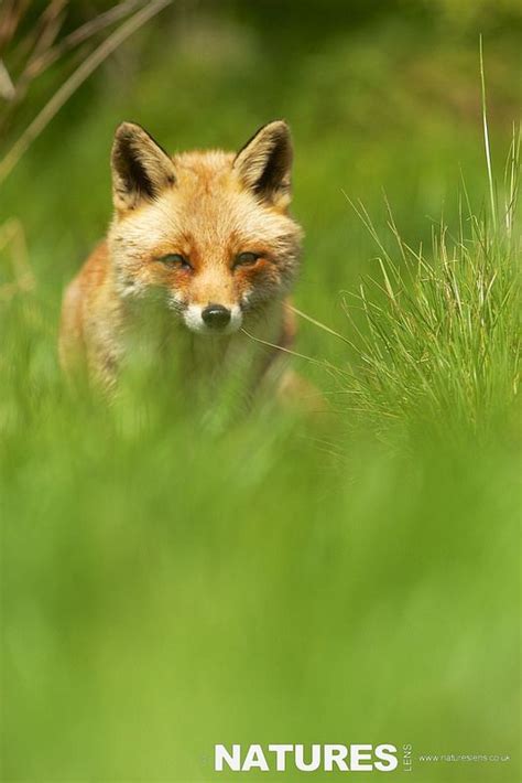Fox In Grass Photograph Taken On Natureslens British Mammals