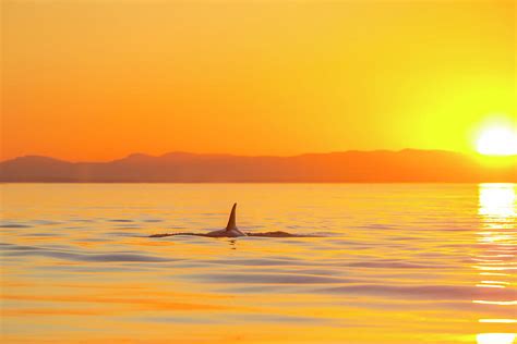 Large Male Orca At Sunset From Pod Photograph By Stuart Westmorland