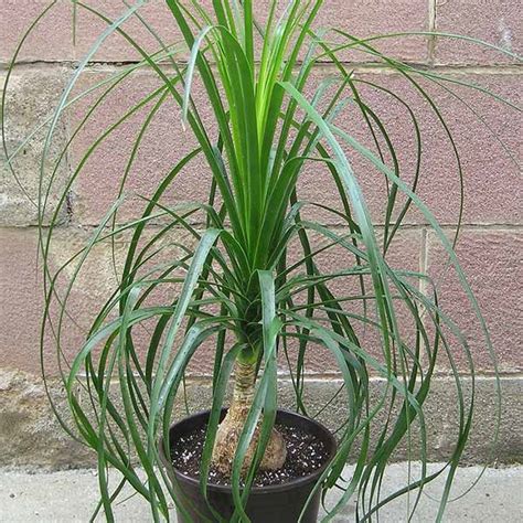 Choose The Ponytail Palm To Honor Your Loved One Today