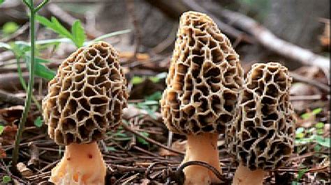 Morel mushroom hunters report early sightings in Missouri | KHQA