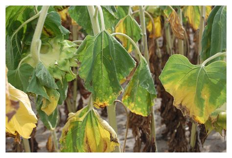 The Quest To Identify A New Virus Disease Of Sunflower From Nebraska