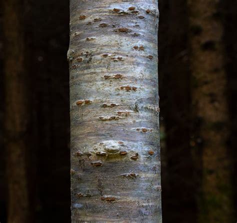 Tree Bark Texture Of Prunus Avium Or Wild Cherry With Beautiful Shiny