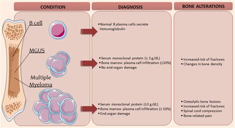 Contributions Of The Bone Microenvironment To Monoclonal Gammopathy Of