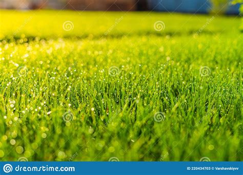 Very Beautiful Green Saturated Lawn In Spring After Watering In Drops