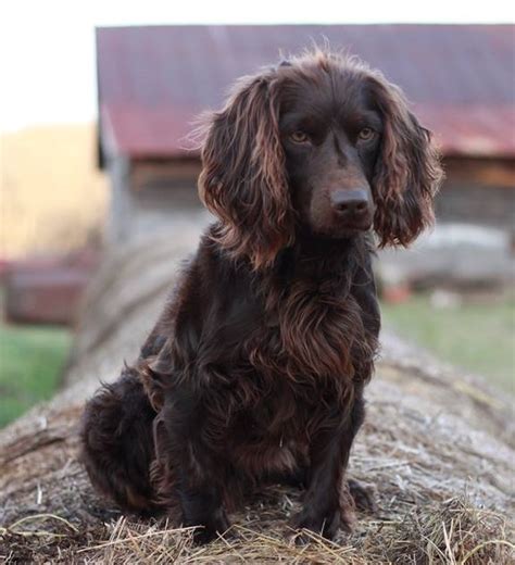 The following dogs are all available for adoption through the missouri department of corrections' puppies for parole program and the partnering animal shelters. BOYKIN SPANIEL PUPPIES - BOYKIN SPANIEL SOCIETY