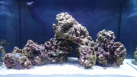 Aquascaping, creating art within a fish tank. My first Saltwater tank. How's my scape? - Aquascaping ...