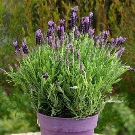 Buy Lavender Stoechas 15cm Pot Affordable Uk
