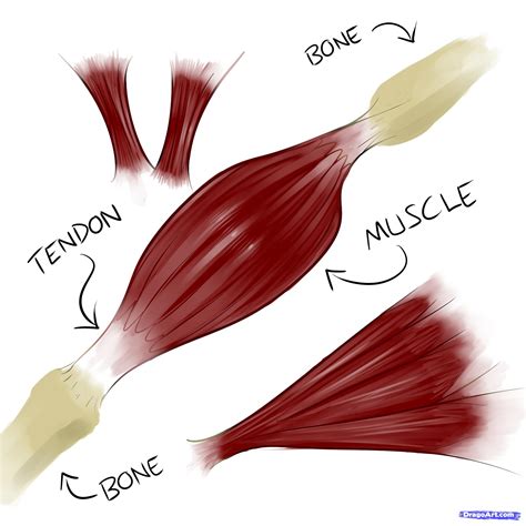 Smooth muscle, skeletal living bones are full of life. How to Draw Muscles, Step by Step, Anatomy, People, FREE ...