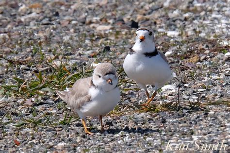 Heartbreaking To See Piping Plovers Nesting In The Good Harbor Beach