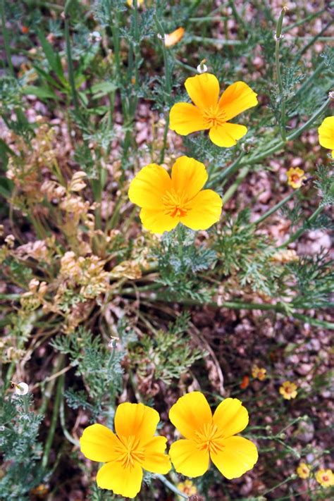 Yellow Flowers Wild Flowers Plants