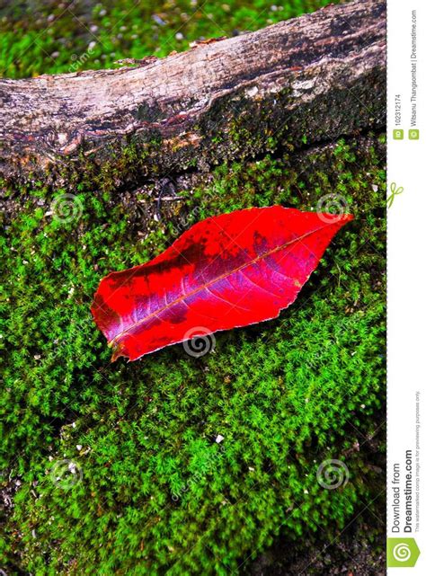 Red Leaves Fall On Ferns In The Forest At Kanchanaburi Stock Photo
