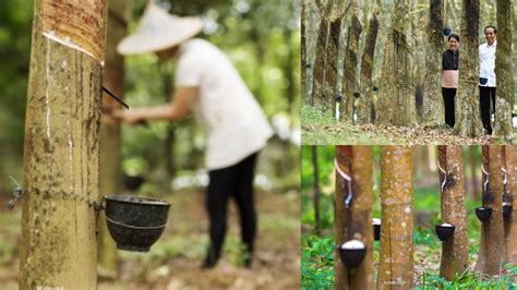 Nostalgia Kebun Karet Di Hutan Indonesia Yang Sudahlah Tinggal Ranting