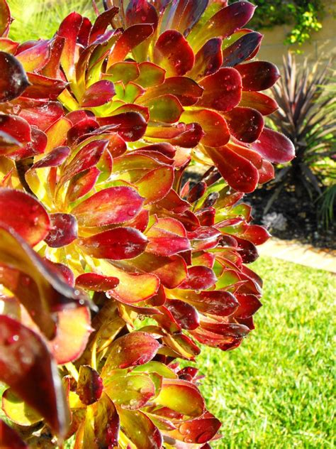 Coghlan's waterproof fire sticks feature 12 sticks that are a fast, easy way to start barbecues, campfires and fireplaces. The Aeonium Arboreum Atropurpurem: A Succulent for the ...
