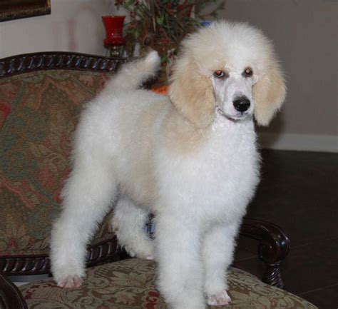 Our puppies range in colors & patterns from parti, brindle, phantom, tris, & tuxedo in colors of red, cream, black, silver, white, apricot, and tuxedo standard poodle puppies for sale. Henry - Parti Poodle Puppy - Renowned Poodles
