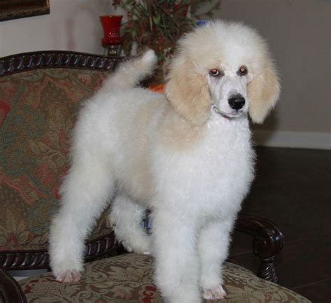 Association des canches bicolores en france (association of bicolor poodles in france). Henry - Parti Poodle Puppy - Renowned Poodles