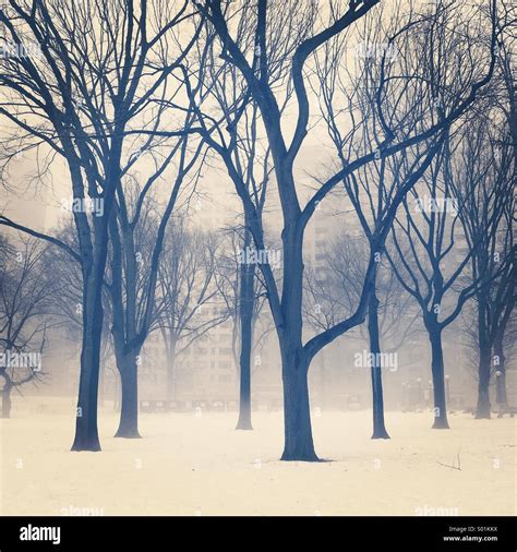 Winter Trees In Central Park New York During The Cold Winter Of 2014