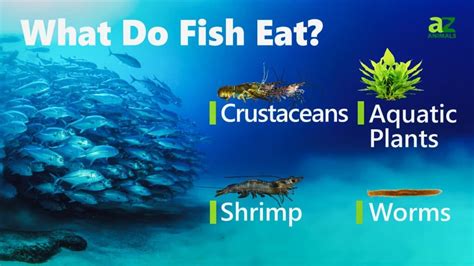 Swai Fish Vs Catfish 3 Key Differences Explained A Z Animals