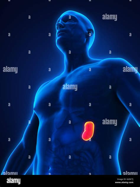 Human Spleen Anatomy Stock Photo Alamy