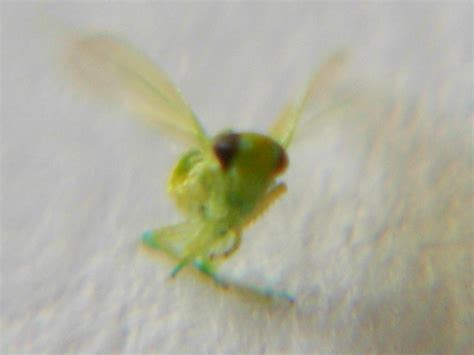 Tried drawing wings, it turned out a little like my fancy leaf tutorial. Fresh Brainz: Tiny Green Insect