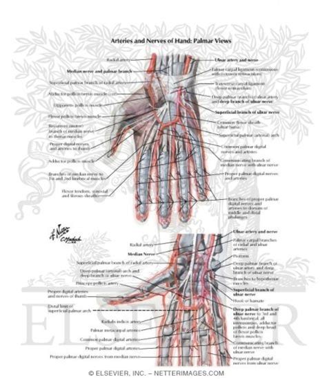Blood And Lymph Vessels Arteries And Nerves Of Hand Palmar Views