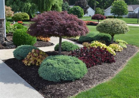 10 Best Trees For Front Yard Landscaping