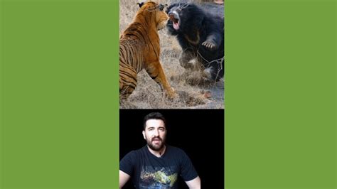 Tigre Vs Urso Pregui A A Verdade Youtube