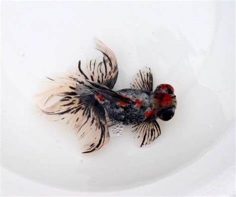 Saltwater aquarium fish for marine aquariums spotband butterflyfish. BUTTERFLY GOLDFISH | Goldfish, Pet fish, Pet goldfish