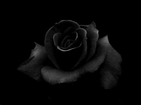 Black background with simple clouds and a moon in 2019. Black Roses Backgrounds - Wallpaper Cave